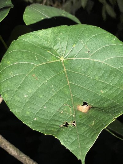 Macaranga indica, photographed by Vijay Karthick