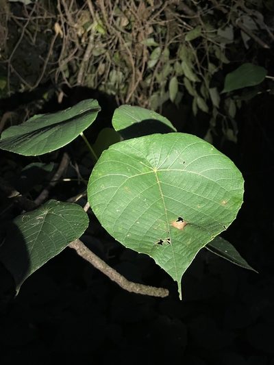 Macaranga indica, photographed by Vijay Karthick