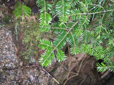 Abies fraseri, photographed by Drew Meyer