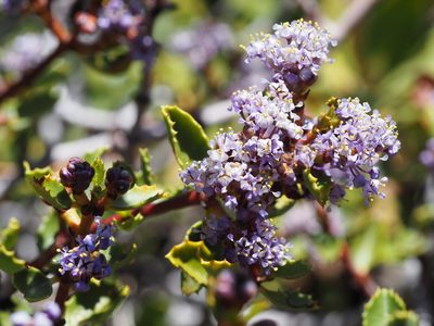 Ceanothus pinetorum, photographed by Nina House