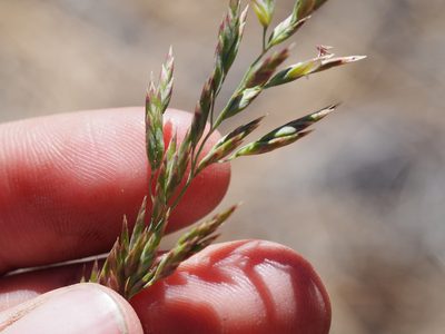 Poa secunda, photographed by Nina House