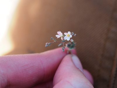 Linanthus inyoensis, photographed by Nina House