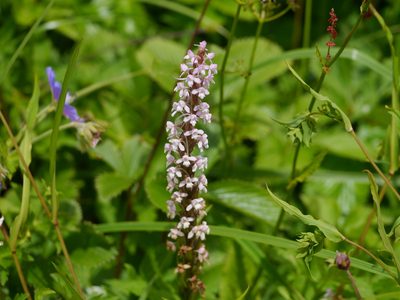 Gymnadenia orchidis, photographed by Dinesh Valke