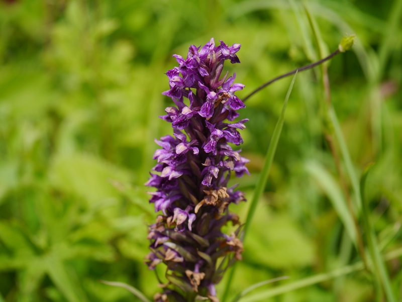 Dactylorhiza hatagirea, photographed by Dinesh Valke