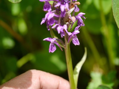 Dactylorhiza hatagirea, photographed by Dinesh Valke