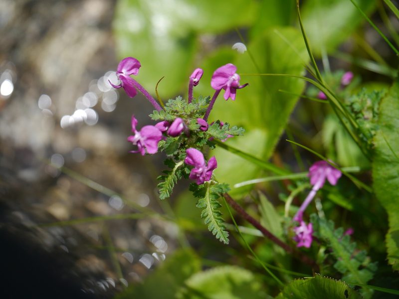 Pedicularis siphonantha, photographed by Dinesh Valke