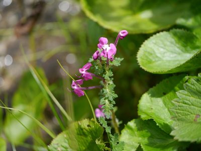 Pedicularis siphonantha, photographed by Dinesh Valke
