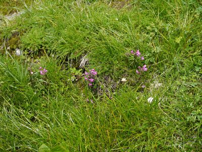 Pedicularis siphonantha, photographed by Dinesh Valke