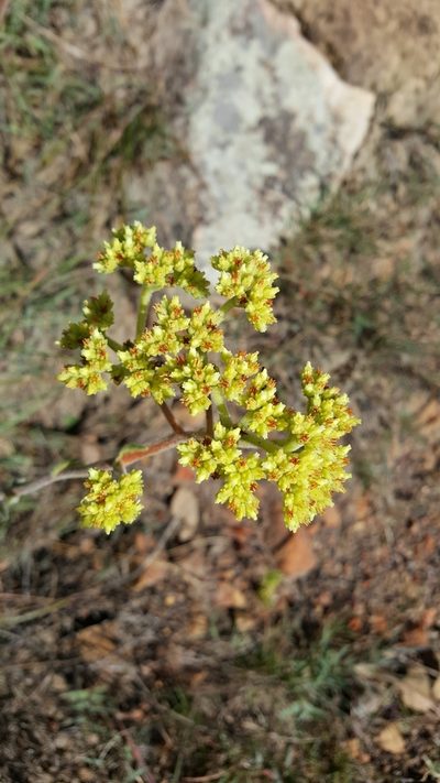 Crassula mesembryanthoides, photographed by Riley Pollom