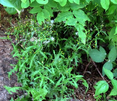 Senecio sylvaticus, photographed by Ian Whyte