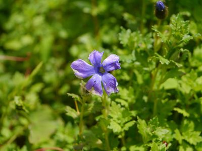 Cyananthus lobatus, photographed by Dinesh Valke