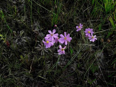 Coreopsis nudata, photographed by Tom Kennedy