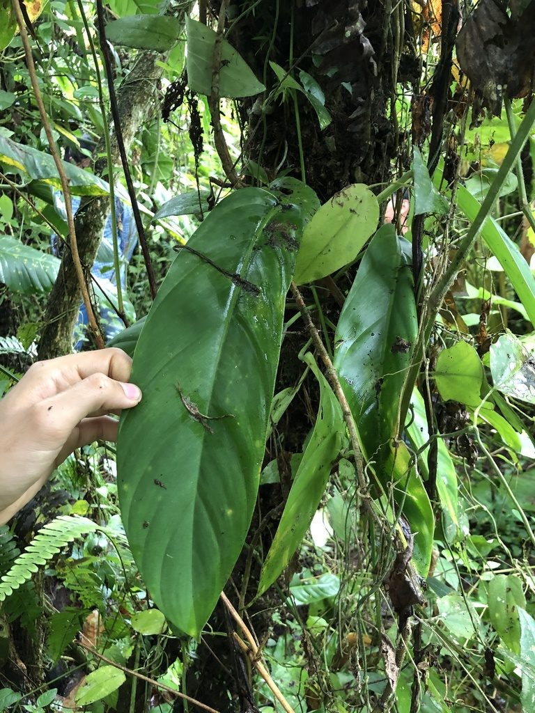Philodendron clarkei, photographed by Skjold Søndergaard