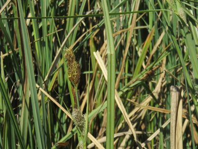 Carex chilensis, photographed by Bruno Avilez