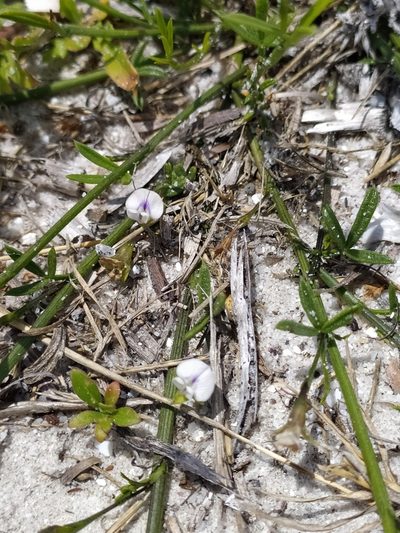 Psoralea glaucina, photographed by Kim Gordon
