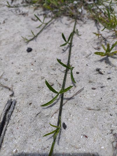 Psoralea glaucina, photographed by Kim Gordon