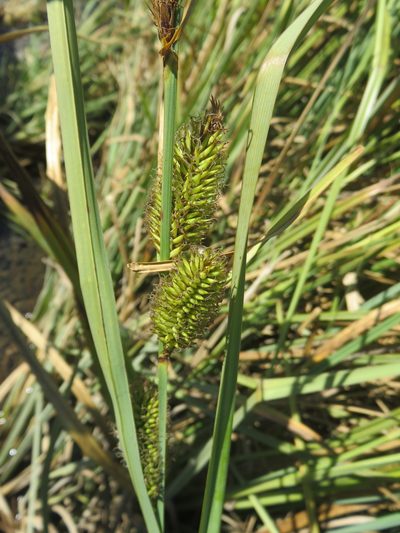 Carex chilensis, photographed by Bruno Avilez