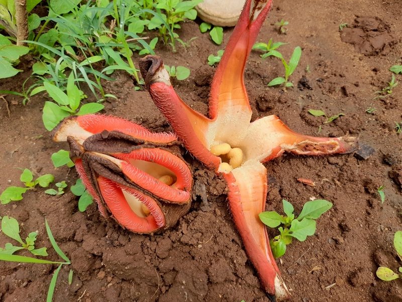 Hydnora abyssinica, photographed by Mathew Rees