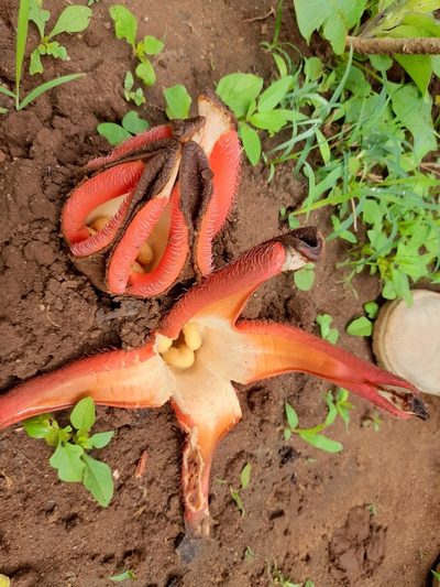 Hydnora abyssinica, photographed by Mathew Rees