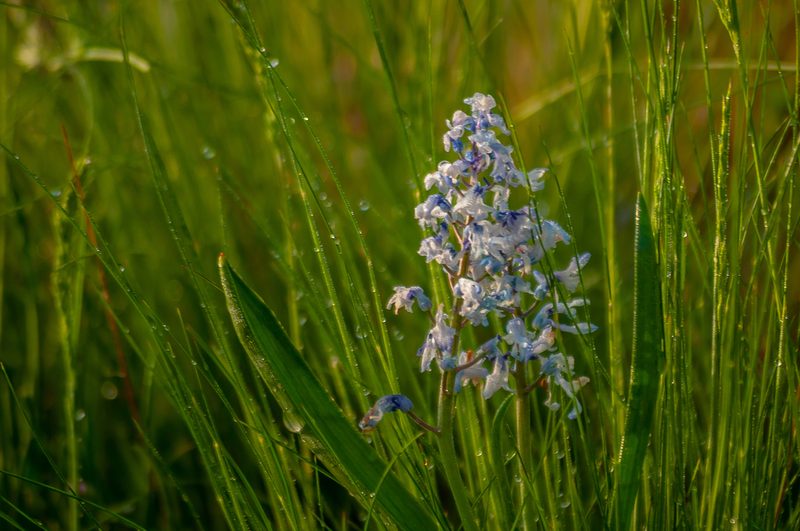 Hyacinthella pallasiana, photographed by Yaroslav Andrianov