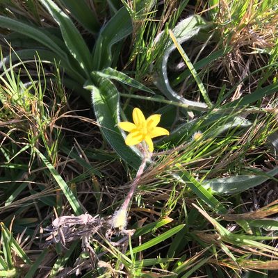 Hypoxis villosa, photographed by Andrew Gillespie