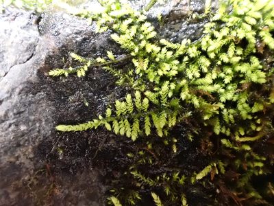 Claopodium rostratum, photographed by Taro Ietaka