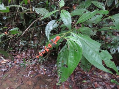 Miconia nervosa, photographed by Vincent A. Vos