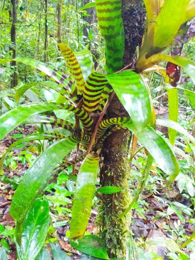 Lutheria splendens, photographed by Guillaume Delaitre