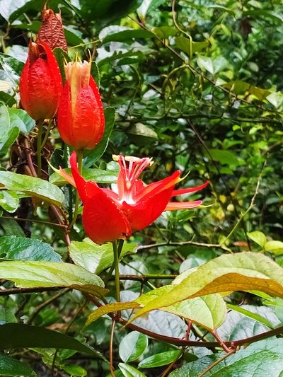 Passiflora coccinea, photographed by Guillaume Delaitre