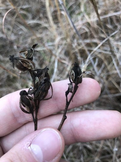 Eulophia ecristata, photographed by John Kees