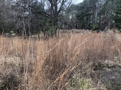 Schizachyrium scoparium, photographed by John Kees