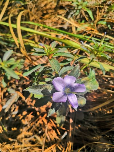 Turnera coerulea, photographed by Ana Nuño