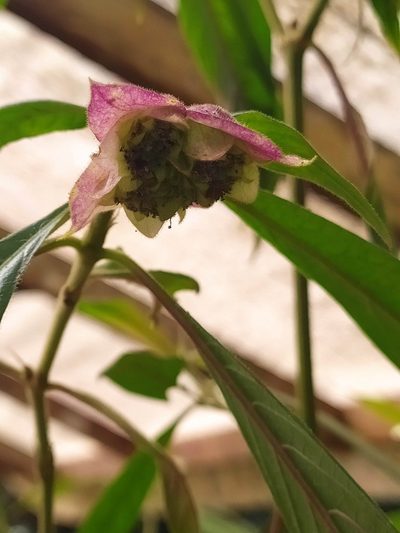Palicourea bracteocardia, photographed by Guillaume Delaitre