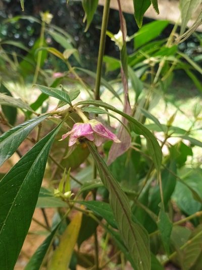 Palicourea bracteocardia, photographed by Guillaume Delaitre