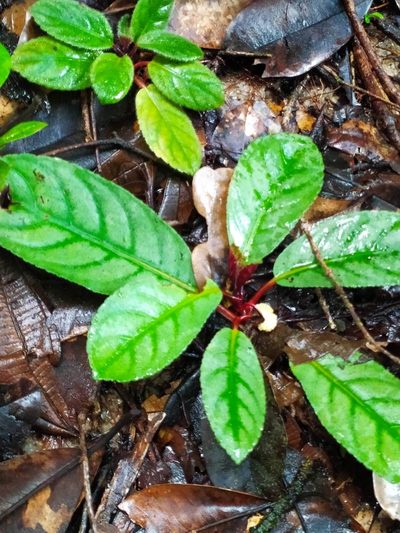 Centrosolenia densa, photographed by Guillaume Delaitre