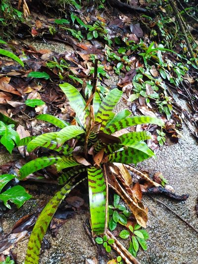 Lutheria splendens, photographed by Guillaume Delaitre