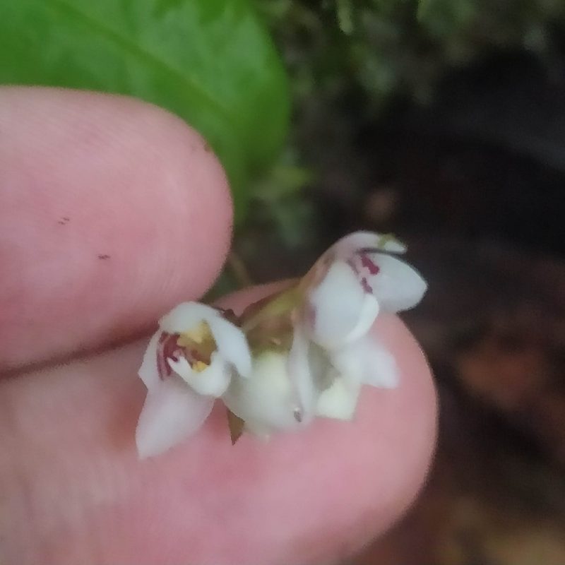 Cheiradenia cuspidata, photographed by Guillaume Delaitre