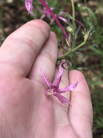 Ipomopsis macrosiphon, photographed by Jared Shorma