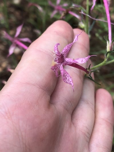 Ipomopsis macrosiphon, photographed by Jared Shorma