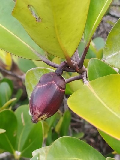 Clusia nemorosa, photographed by Guillaume Delaitre