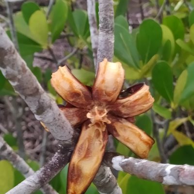 Clusia nemorosa, photographed by Guillaume Delaitre