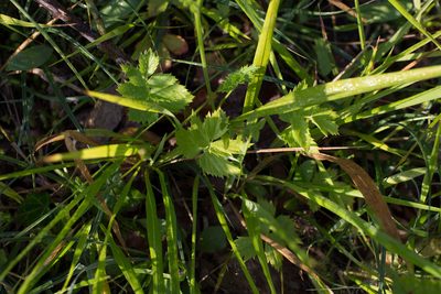 Pimpinella major, photographed by Tim Johnson