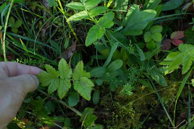 Pimpinella major, photographed by Tim Johnson