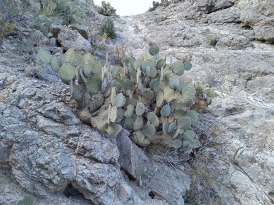 Opuntia rufida, photographed by elizard