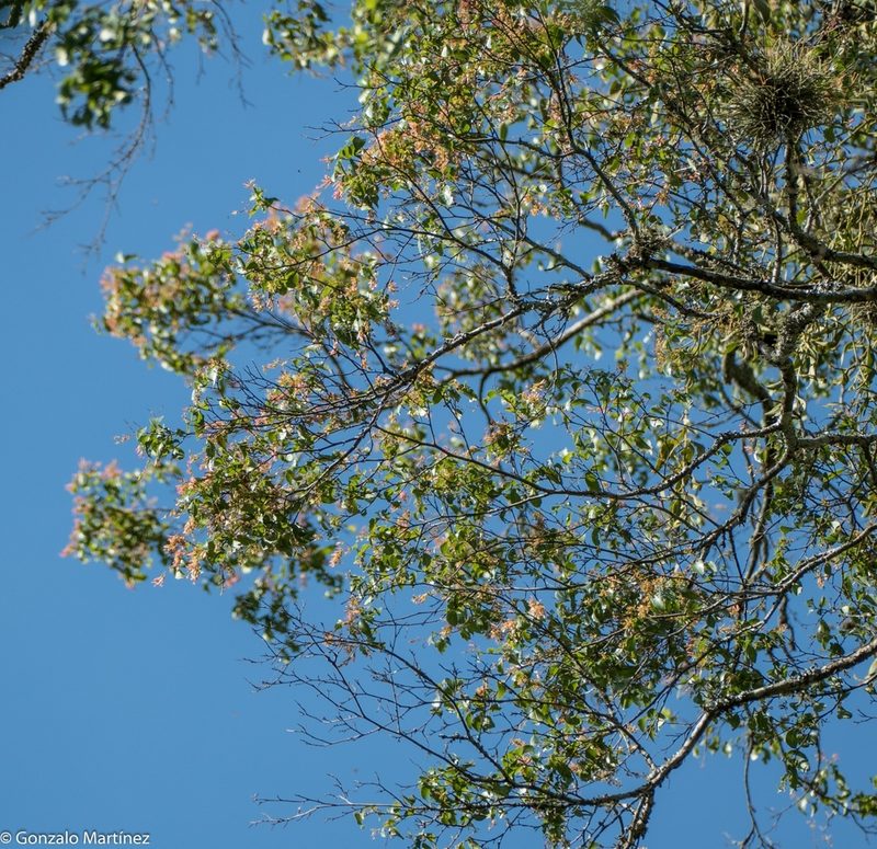 Ruprechtia laxiflora, photographed by Gonzalo Martinez
