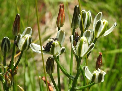 Albuca setosa, photographed by Matthew Fainman