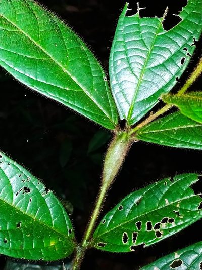 Cordia nodosa, photographed by Guillaume Delaitre