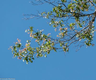 Ruprechtia laxiflora, photographed by Gonzalo Martinez