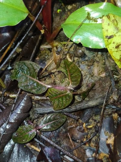 Palicourea alba, photographed by Guillaume Delaitre