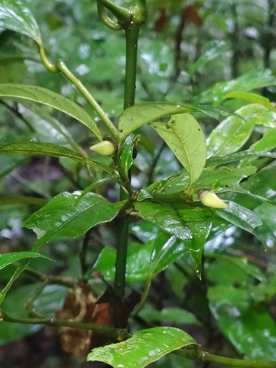 Palicourea oblonga, photographed by Guillaume Delaitre